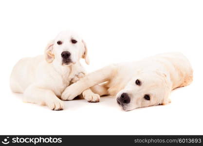 Studio photo of a couple of golden retriever puppies, isolated over a white background