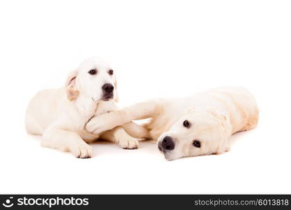 Studio photo of a couple of golden retriever puppies, isolated over a white background