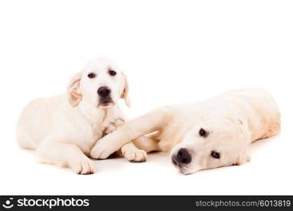 Studio photo of a couple of golden retriever puppies, isolated over a white background