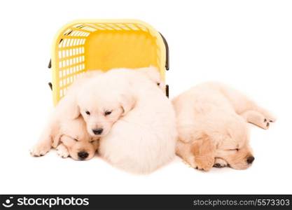 Studio photo of baby golden retrievers, isolated over a white background