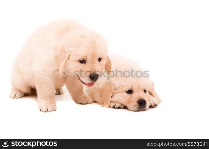 Studio photo of baby golden retrievers, isolated over a white background