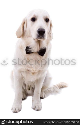 Studio picture of a young golden retriever, isolated