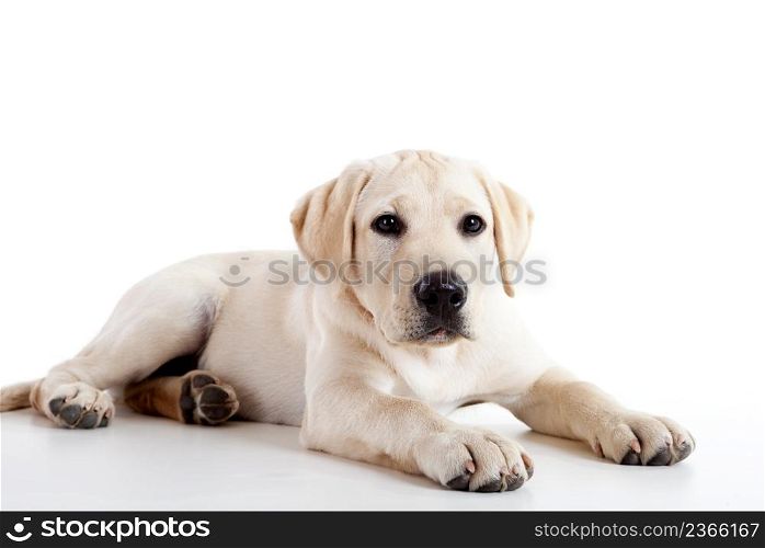 Studio portrait of a beautiful and cute labrador dog breed
