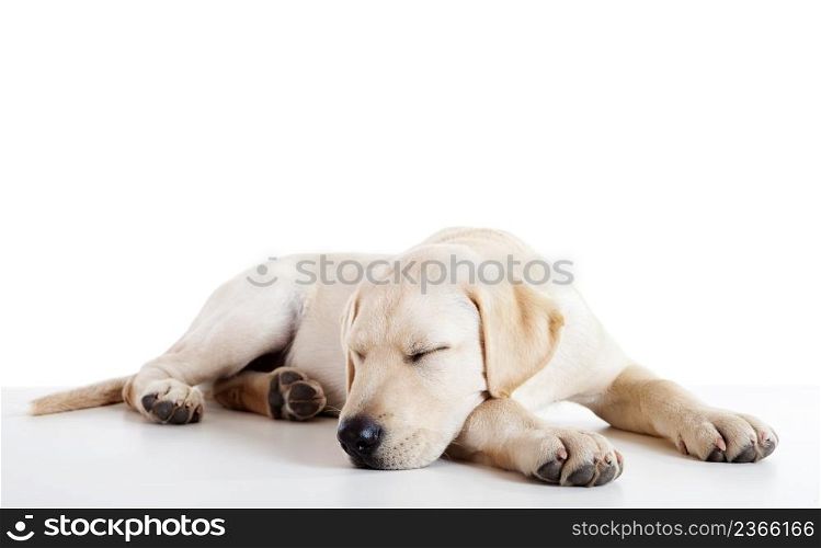 Studio portrait of a beautiful and cute labrador dog sleeping