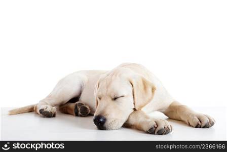 Studio portrait of a beautiful and cute labrador dog sleeping