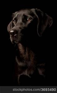 Studio portrait of a Dog, Isolated on a black background