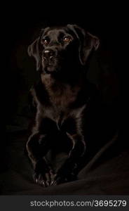 Studio portrait of a Dog, Isolated on a black background