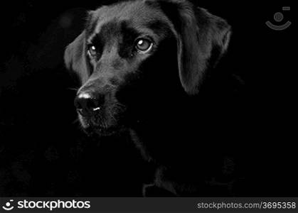 Studio portrait of a Dog, Isolated on a black background