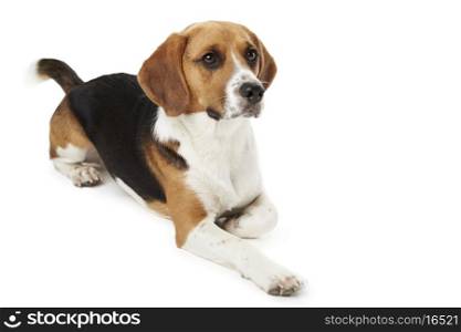 Studio Portrait Of Beagle Lying Dog Against White Background