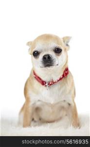 Studio Portrait Of Chihuahua Dog Against White Background