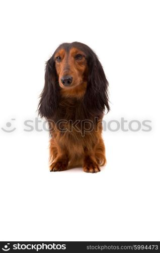 Studio shot of a beautiful long hair teckel (dachshund)
