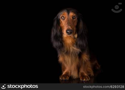 Studio shot of a beautiful long hair teckel (dachshund)