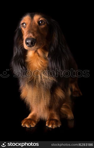 Studio shot of a beautiful long hair teckel (dachshund)