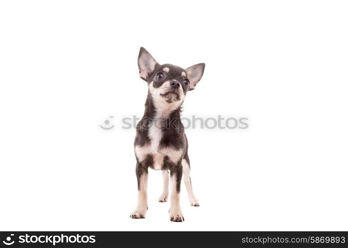 Studio shot of a Chihuahua puppy isolated over white background