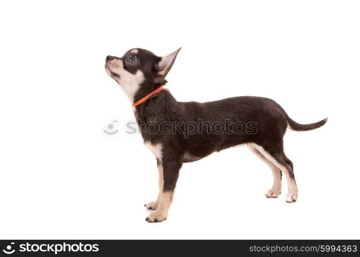 Studio shot of a Chihuahua puppy isolated over white background