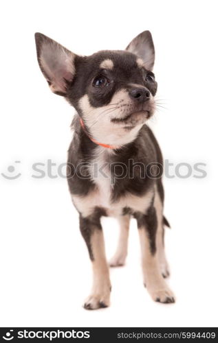 Studio shot of a Chihuahua puppy isolated over white background