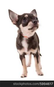 Studio shot of a Chihuahua puppy isolated over white background