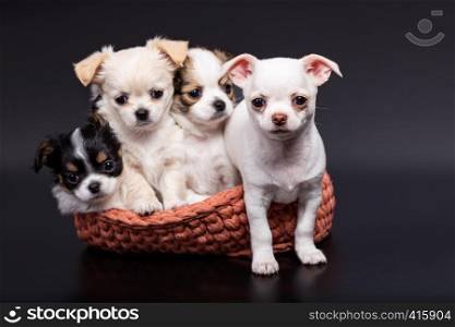Studio shot of a different Chihuahua puppys in knitted basket on dark background