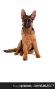 Studio Shot of a German Shepherd Dog puppy posing isolated over white background