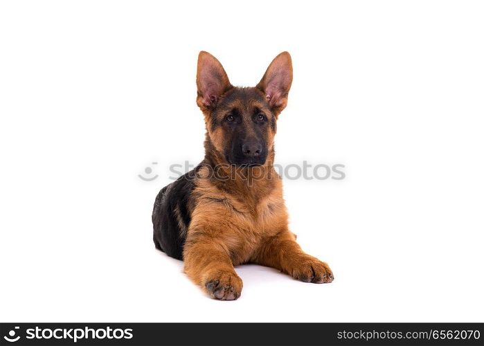 Studio Shot of a German Shepherd Dog puppy posing isolated over white background