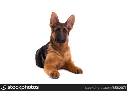 Studio Shot of a German Shepherd Dog puppy posing isolated over white background