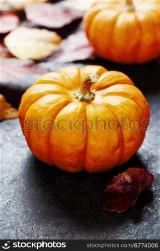 Studio shot of a nice ornamental pumpkins with fall leaves on dark rustic background