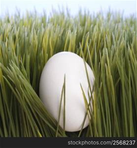 Studio shot of a white egg laying in grass.
