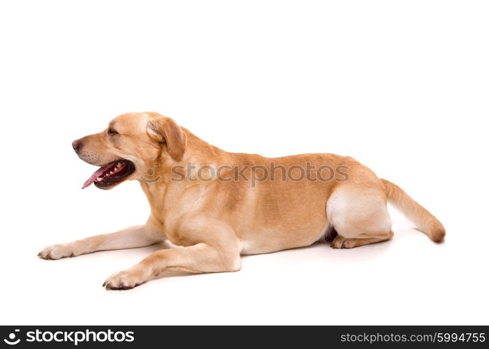 Studio shot of a young labrador, isolated over white