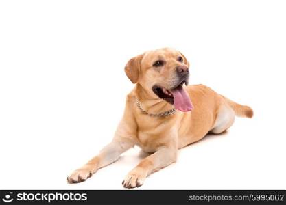 Studio shot of a young labrador, isolated over white