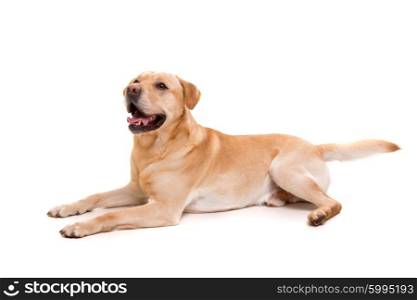 Studio shot of a young labrador, isolated over white