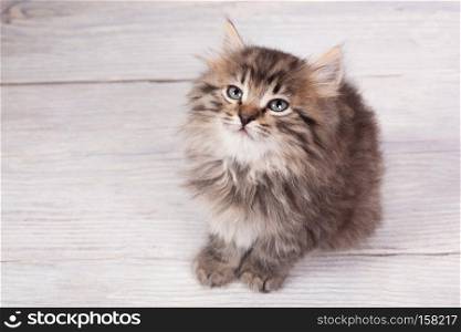 Studio shot of adorable young fluffy kitten. Young fluffy kitten
