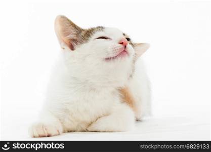 Studio shot of adorable young kitten with a happy smiling face. Young kitten smiling