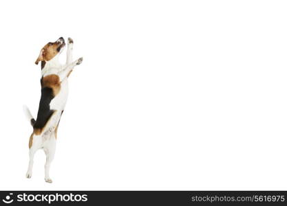 Studio Shot Of Beagle Dog Jumping Against White Background