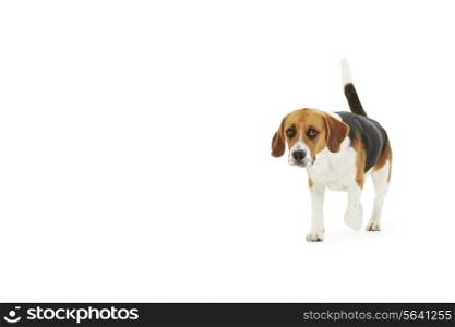 Studio Shot Of Beagle Dog Walking Against White Background