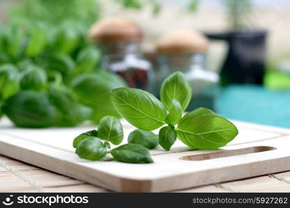 Studio shot of fresh basil