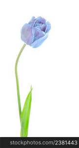 Studio shot of purple tulip isolated. Purple violet tulip flower isolated. Fresh purple tulip isolated on white.