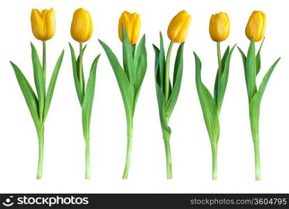 Studio shot of tulips isolated on white background.