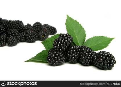 Studio soht of blackberries on white background