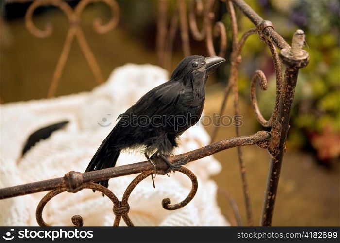 Stuffed Blackbird in Antique Crib