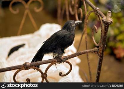 Stuffed Blackbird in Antique Crib