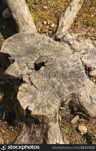 Stump