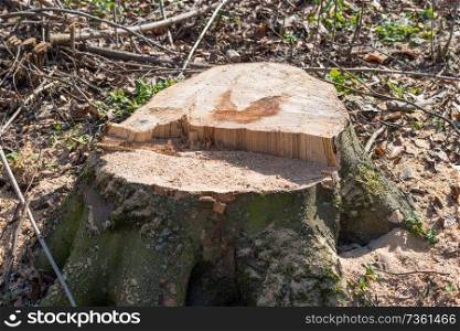 Stump from big removal tree in the wood