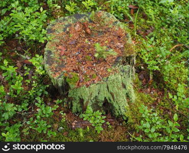 stump in the forest