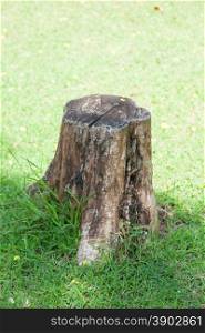 Stump on the lawn. The old tree stump and cut dry on the grass in the park.