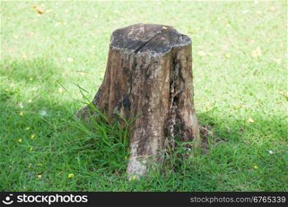 Stump. Stump old on the grass in the park.