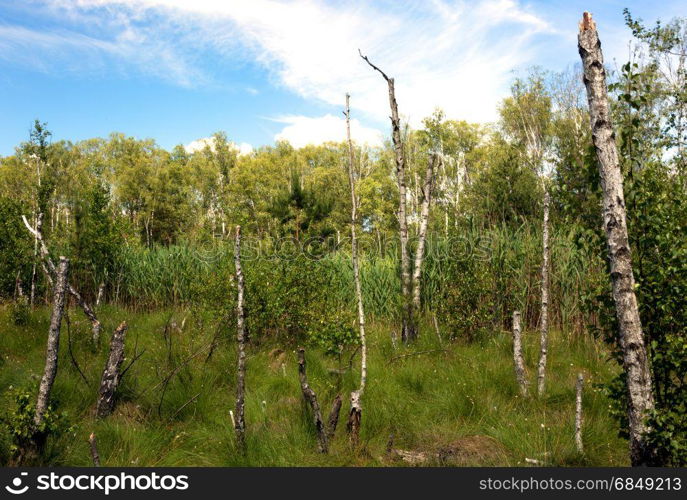 Stumps of dead birches on a forest marsh, overgrown with reeds and dense grass, in a beautiful sunny day under blue sky with white clouds. Poland in june. Horizontal view.