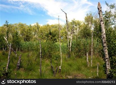 Stumps of dead birches on a forest marsh, overgrown with reeds and dense grass, in a beautiful sunny day under blue sky with white clouds. Poland in june. Horizontal view.