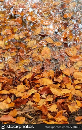 Stunning abstract intimate landscape image of vibrant golden beech leaves in puddle