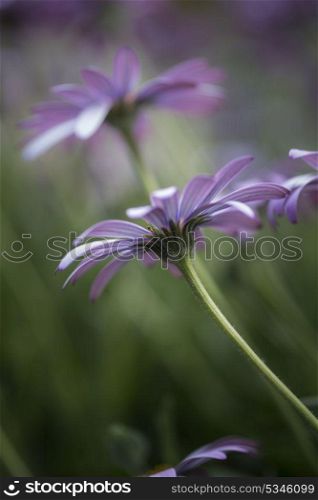 Stunning artistic image of African Daisy with shallow depth of field macro