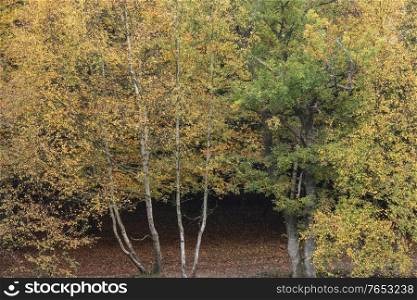 Stunning Autumn Fall forest landscape with vibrant warm Fall colours and variety of trees in woods